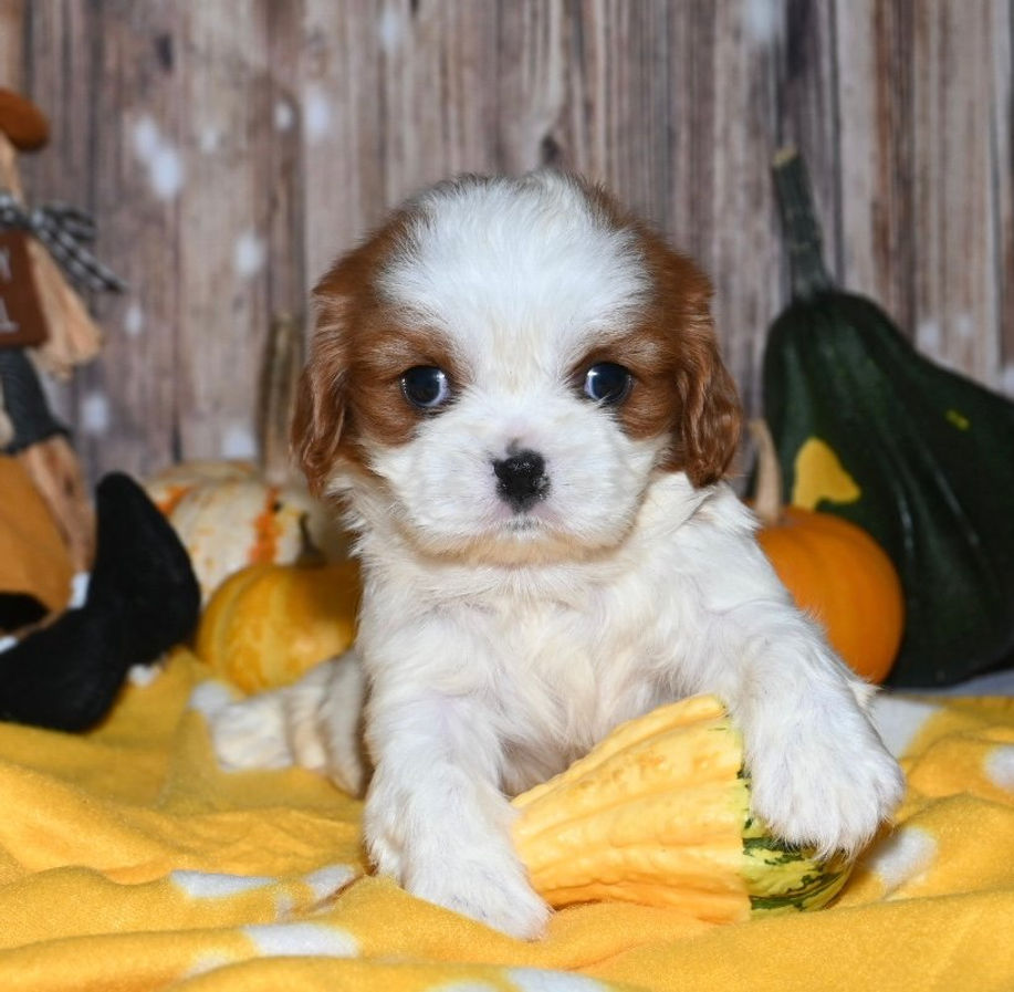Adorable Cavalier King Charles Spaniel puppy
