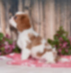 Adorable Cavalier King Charles Spaniel puppy