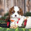 Thumbnail: Adorable Cavalier King Charles Spaniel puppy
