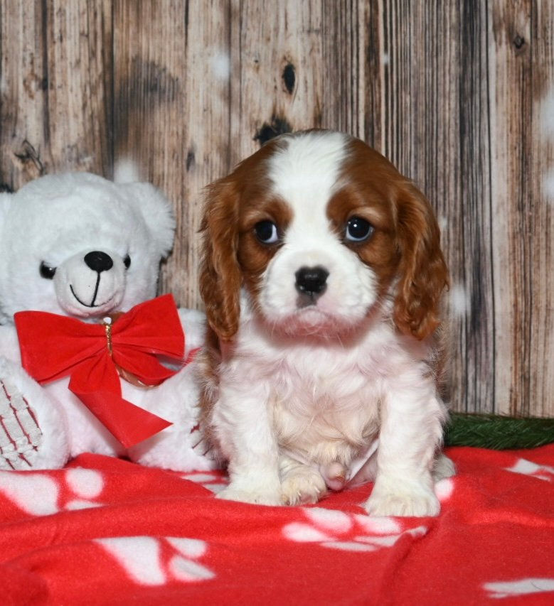Thumbnail: Adorable Cavalier King Charles Spaniel puppy with teddy bear