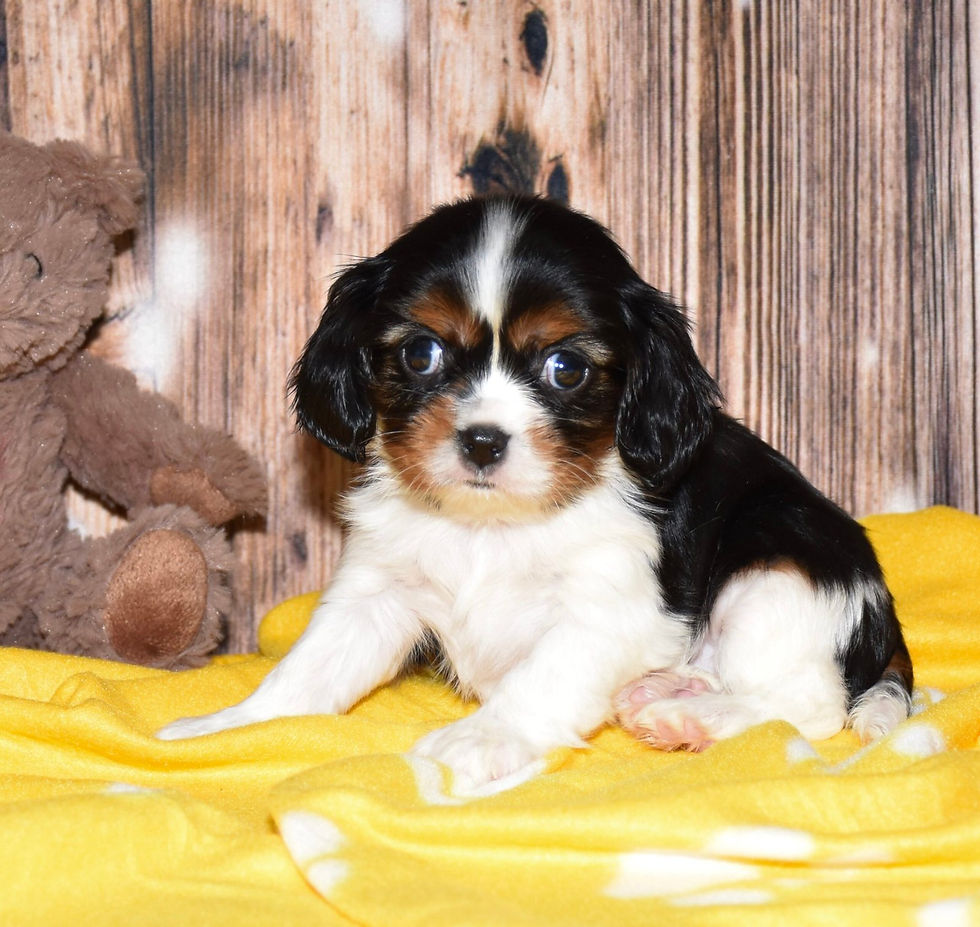 Thumbnail: Adorable Cavalier King Charles Spaniel puppy
