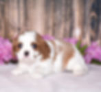 Adorable Cavalier King Charles Spaniel puppy