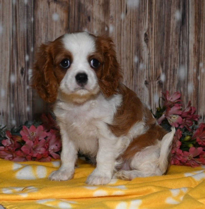 Adorable Cavalier King Charles Spaniel puppy