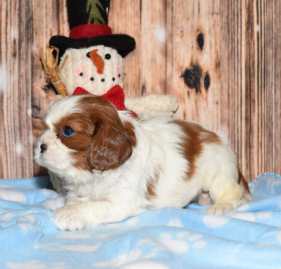 Thumbnail: Adorable Cavalier King Charles Spaniel puppy