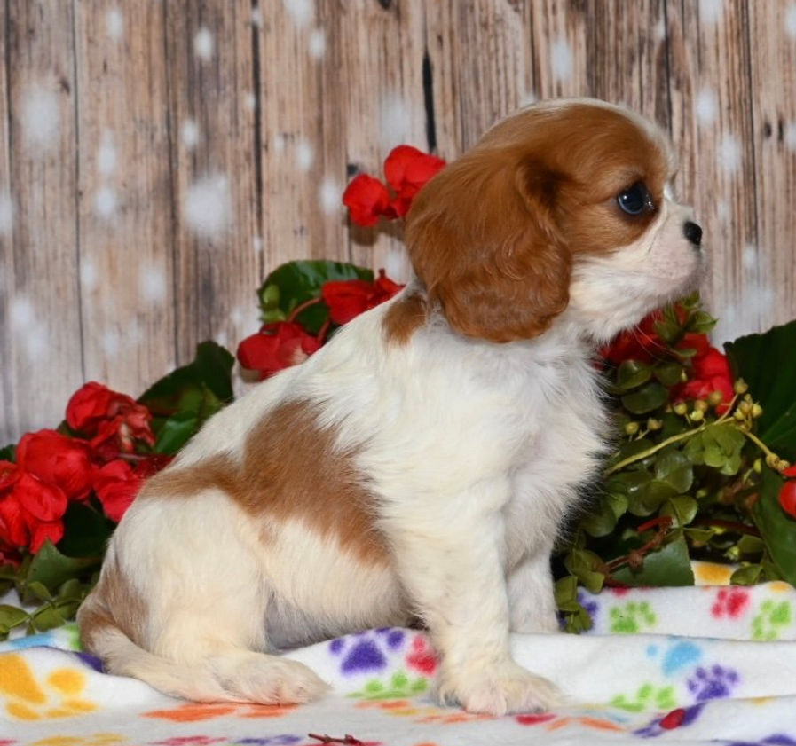 Thumbnail: Adorable Cavalier King Charles Spaniel puppy