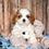 Thumbnail: Adorable Cavalier King Charles Spaniel puppy