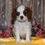 Thumbnail: Adorable Cavalier King Charles Spaniel puppy
