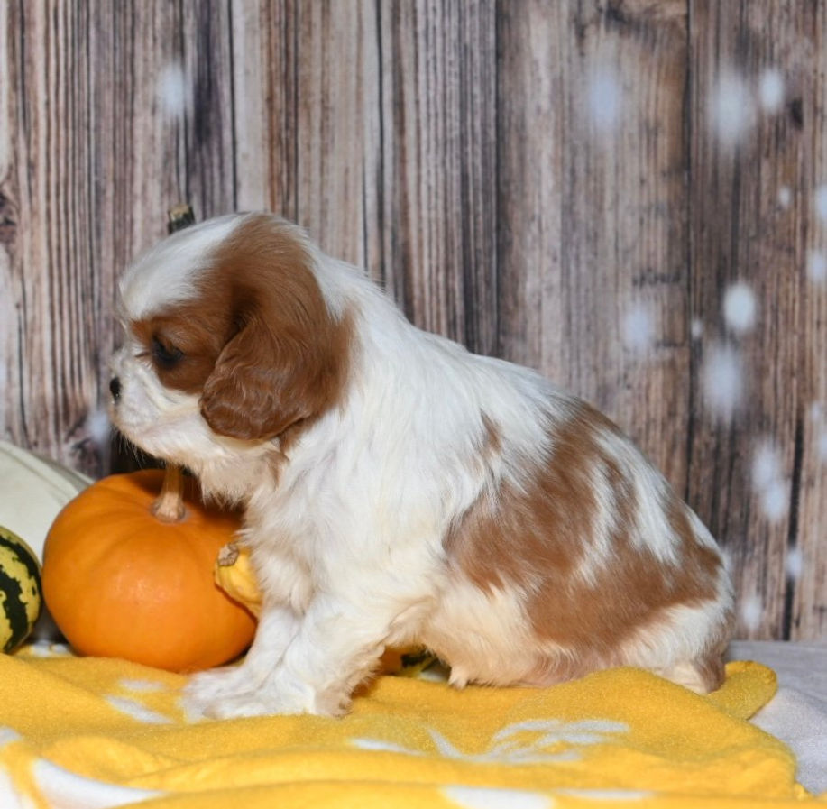 Thumbnail: Adorable Cavalier King Charles Spaniel puppy
