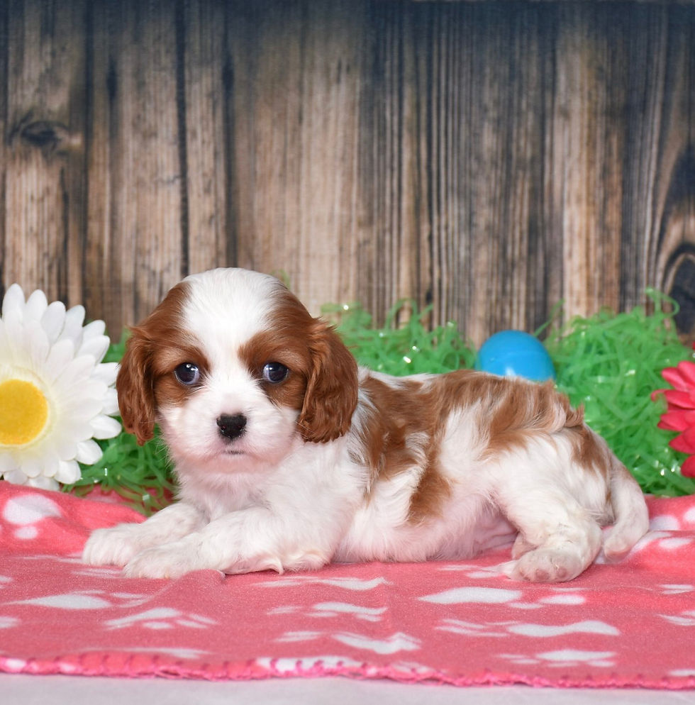 Adorable Cavalier King Charles Spaniel puppy
