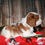Thumbnail: Adorable Cavalier King Charles Spaniel puppy