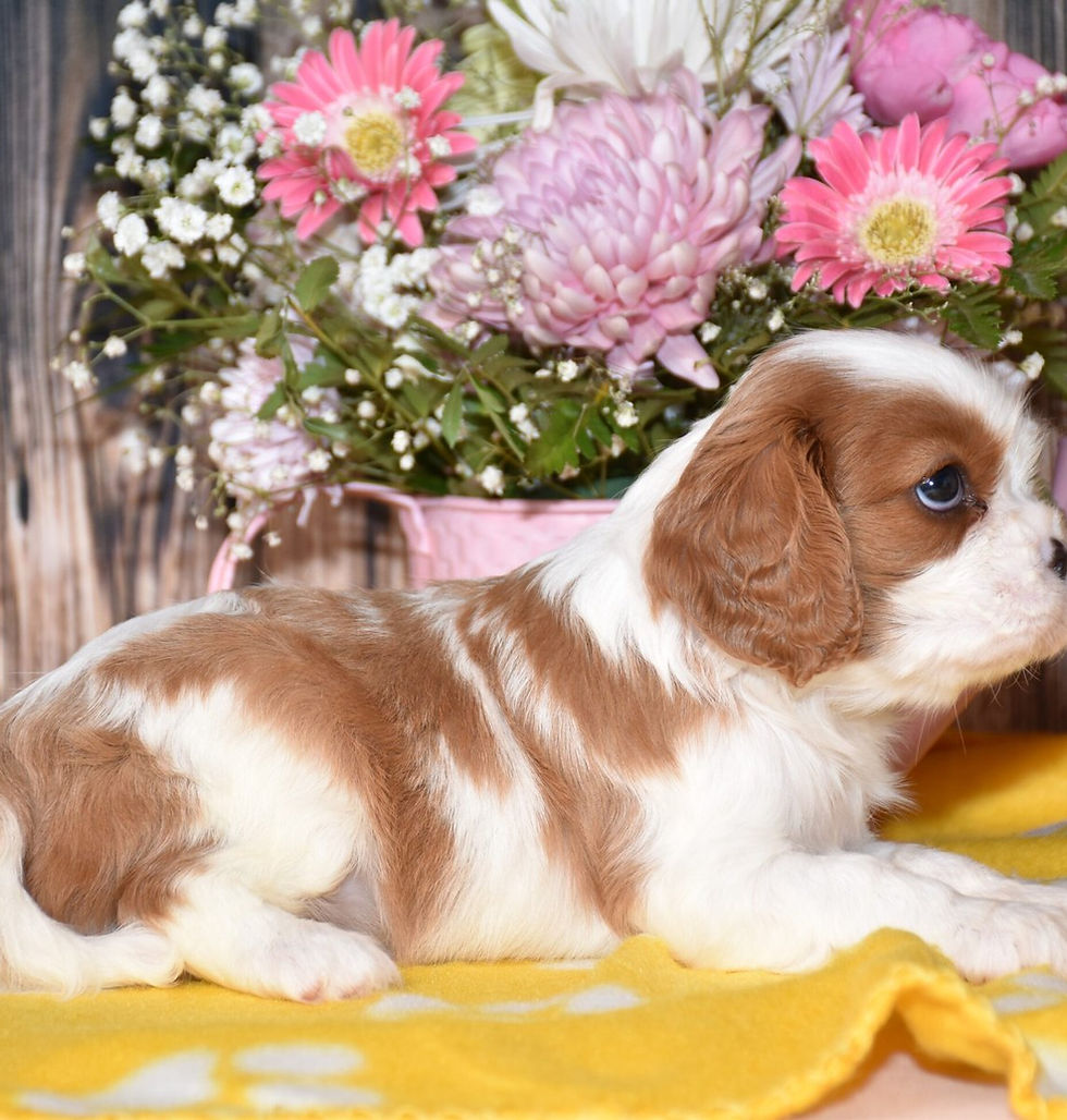 Adorable Cavalier King Charles Spaniel puppy resting near flowers