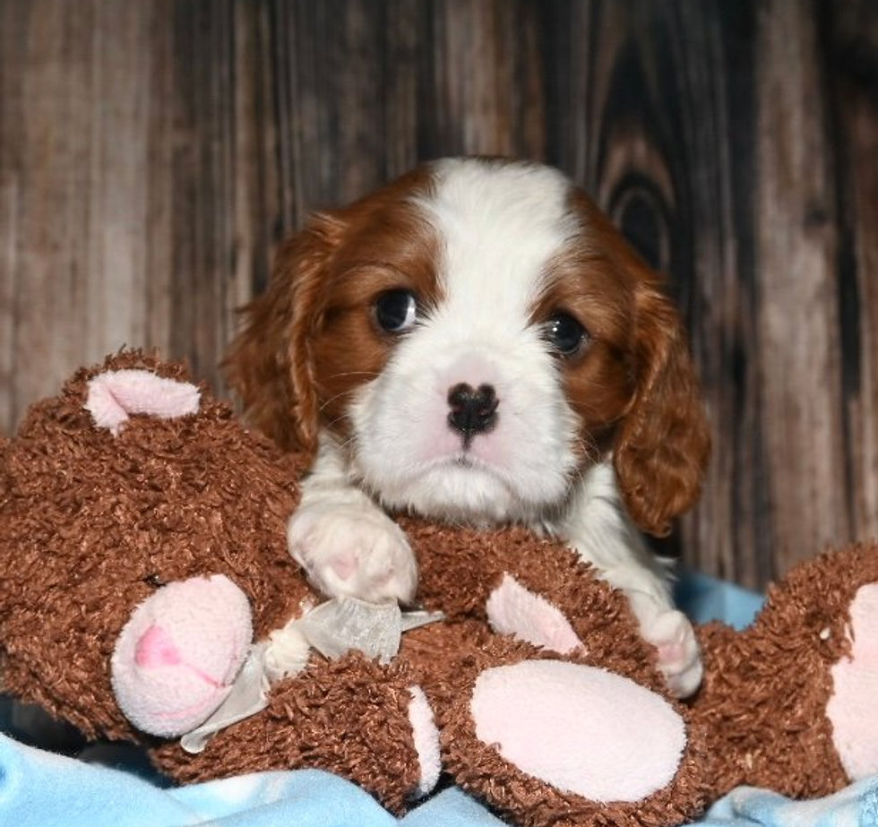Adorable Cavalier King Charles Spaniel puppy with toy