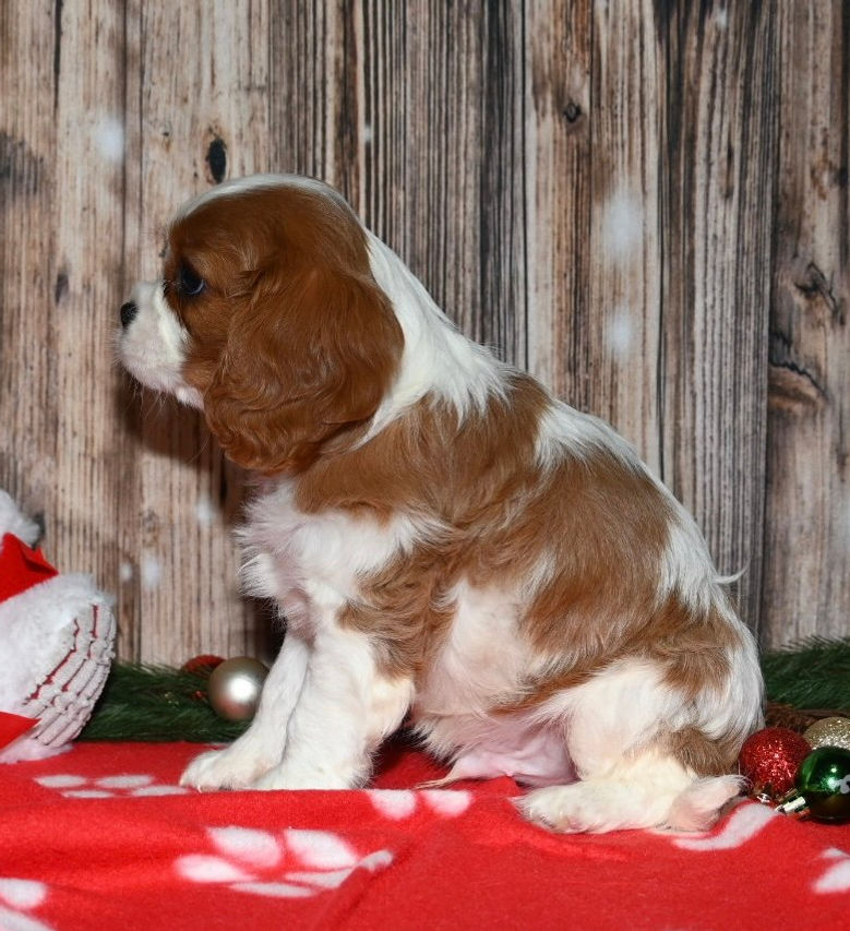 Adorable Cavalier King Charles Spaniel puppy