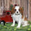 Thumbnail: Adorable Cavalier King Charles Spaniel puppy