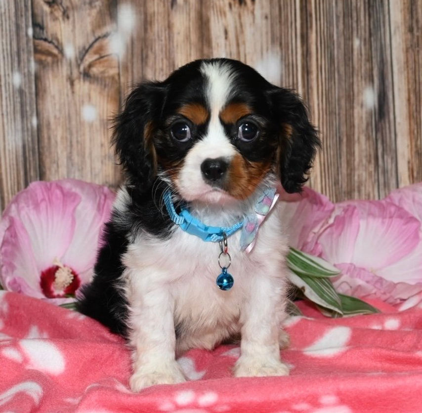 Adorable Cavalier King Charles Spaniel puppy