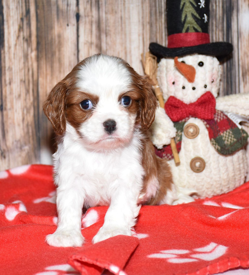 Thumbnail: Adorable Cavalier King Charles Spaniel puppy with snowman