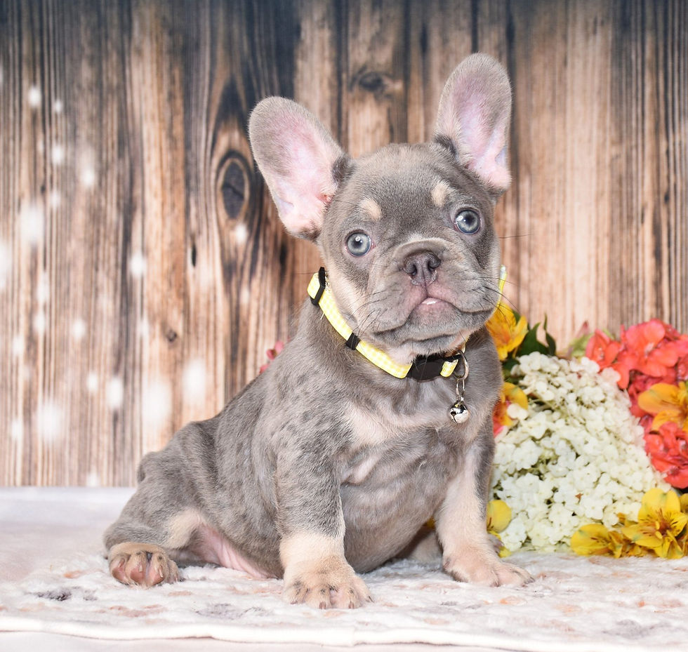 Thumbnail: Adorable lilac French Bulldog puppy with flowers