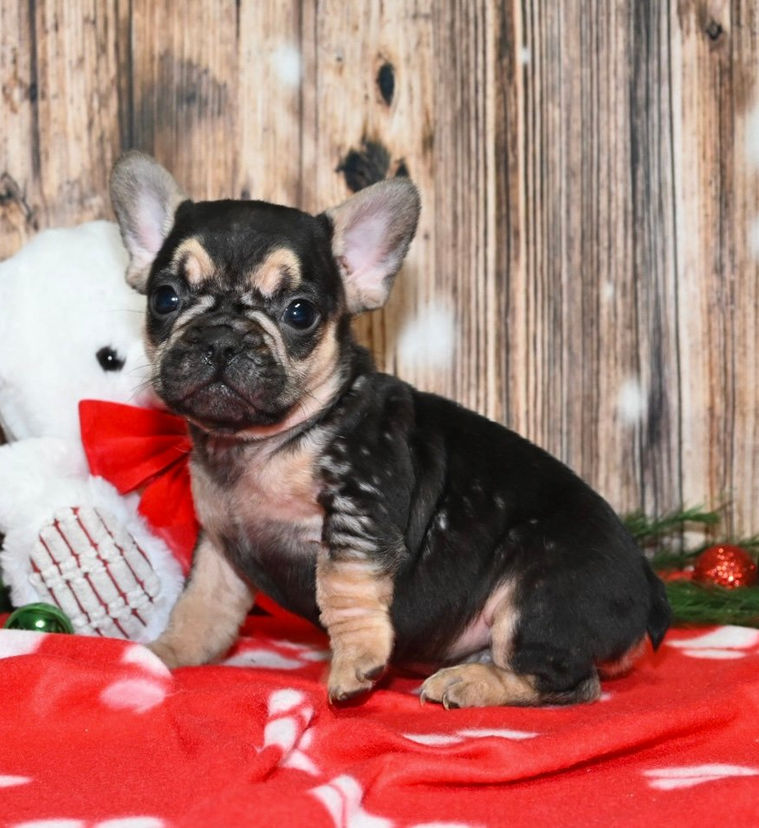 Thumbnail: Adorable French Bulldog puppy with teddy bear