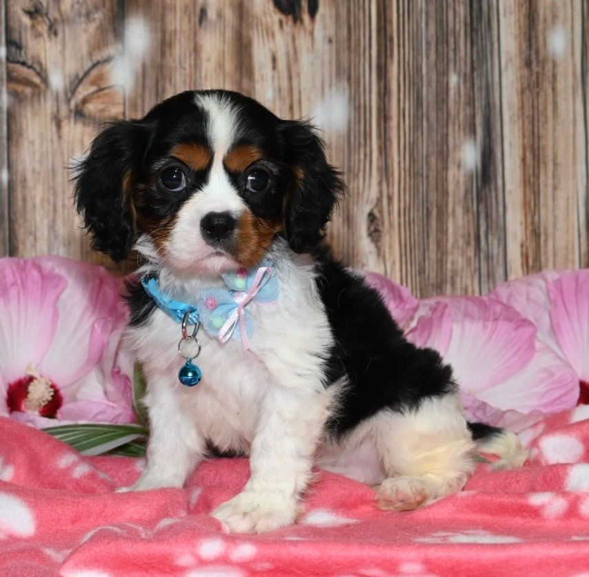 Adorable Cavalier King Charles Spaniel puppy