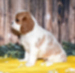 Adorable Cavalier King Charles Spaniel puppy