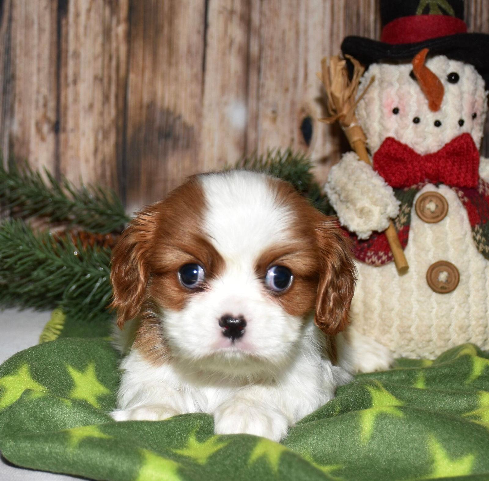 Adorable Cavalier King Charles Spaniel puppy