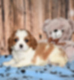 Adorable Cavalier King Charles Spaniel puppy with teddy bear