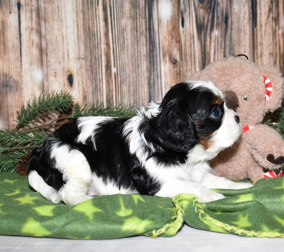 Thumbnail: Adorable Cavalier King Charles Spaniel puppy
