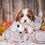 Thumbnail: Adorable Cavalier King Charles Spaniel puppy with toy