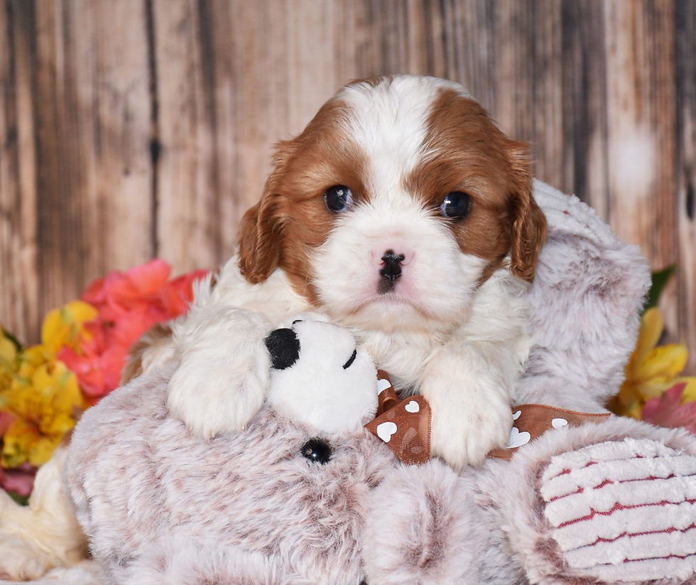 Thumbnail: Adorable Cavalier King Charles Spaniel puppy with toy