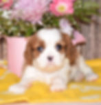 Adorable Cavalier King Charles Spaniel puppy