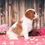 Thumbnail: Adorable Cavalier King Charles Spaniel puppy