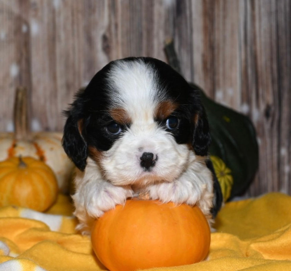 Adorable Cavalier King Charles Spaniel puppy with pumpkins