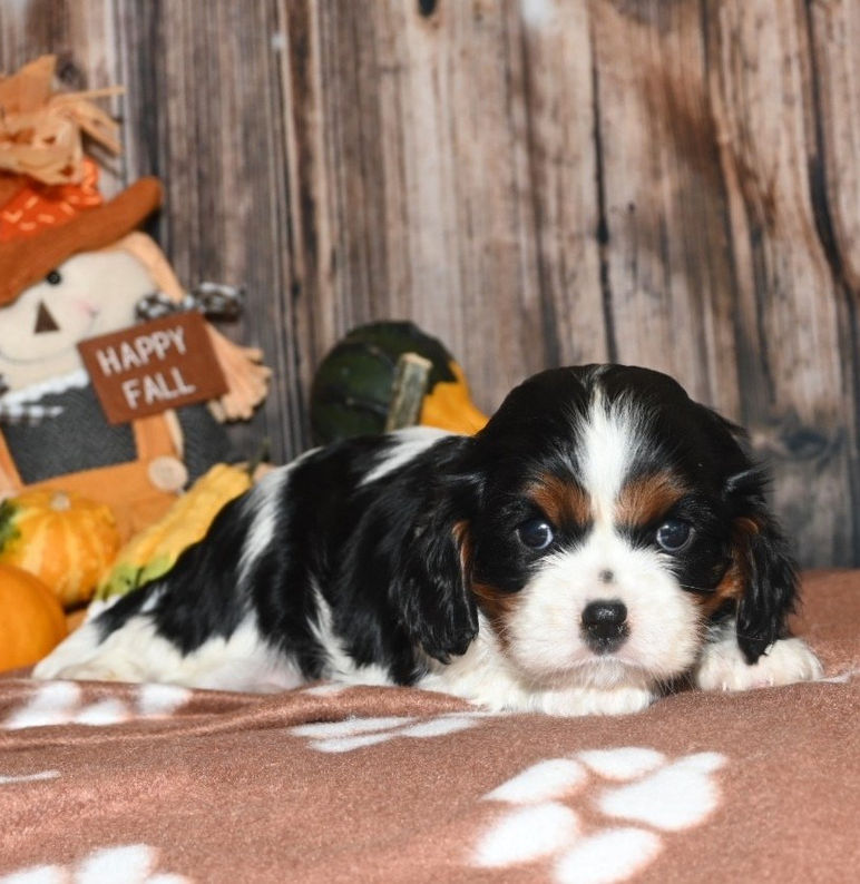 Adorable Cavalier King Charles Spaniel puppy