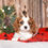 Thumbnail: Adorable Cavalier King Charles Spaniel puppy
