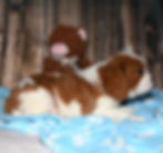 Thumbnail: Adorable Cavalier King Charles Spaniel puppy with toy