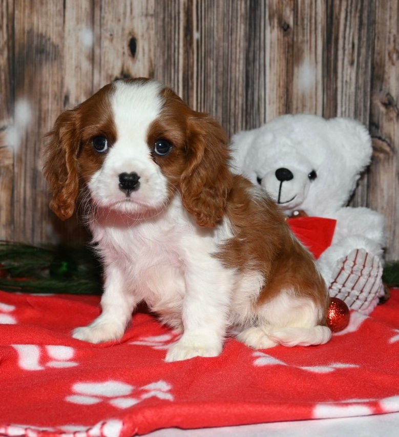 Thumbnail: Adorable Cavalier King Charles Spaniel puppy with teddy bear