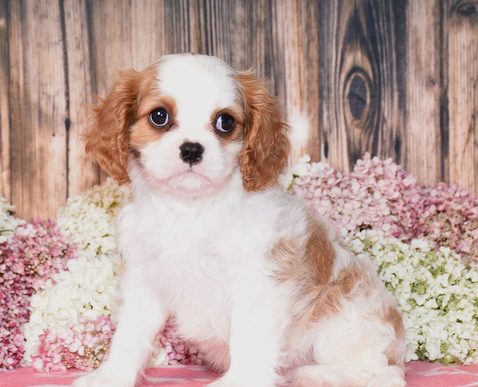 Adorable Cavalier King Charles Spaniel puppy