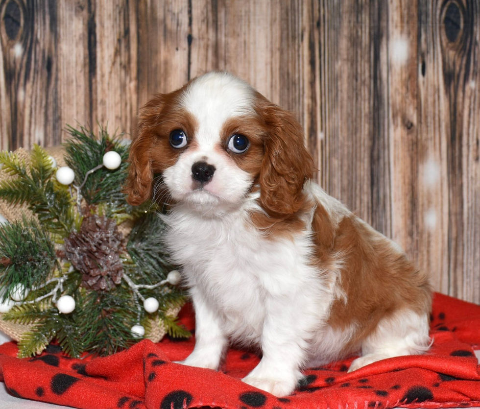 Adorable Cavalier King Charles Spaniel puppy
