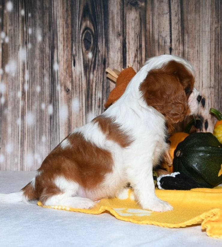 Thumbnail: Adorable Cavalier King Charles Spaniel puppy