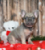 Thumbnail: Adorable French Bulldog puppy