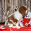 Thumbnail: Adorable Cavalier King Charles Spaniel puppy