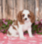 Adorable Cavalier King Charles Spaniel puppy