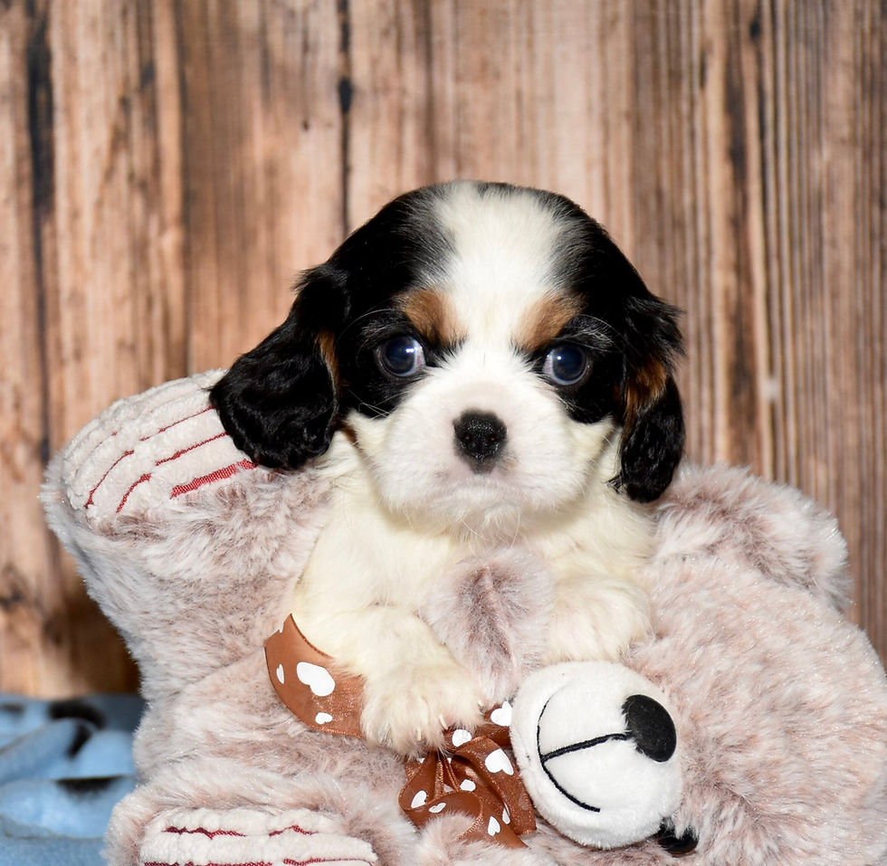 Thumbnail: Adorable Cavalier King Charles Spaniel puppy