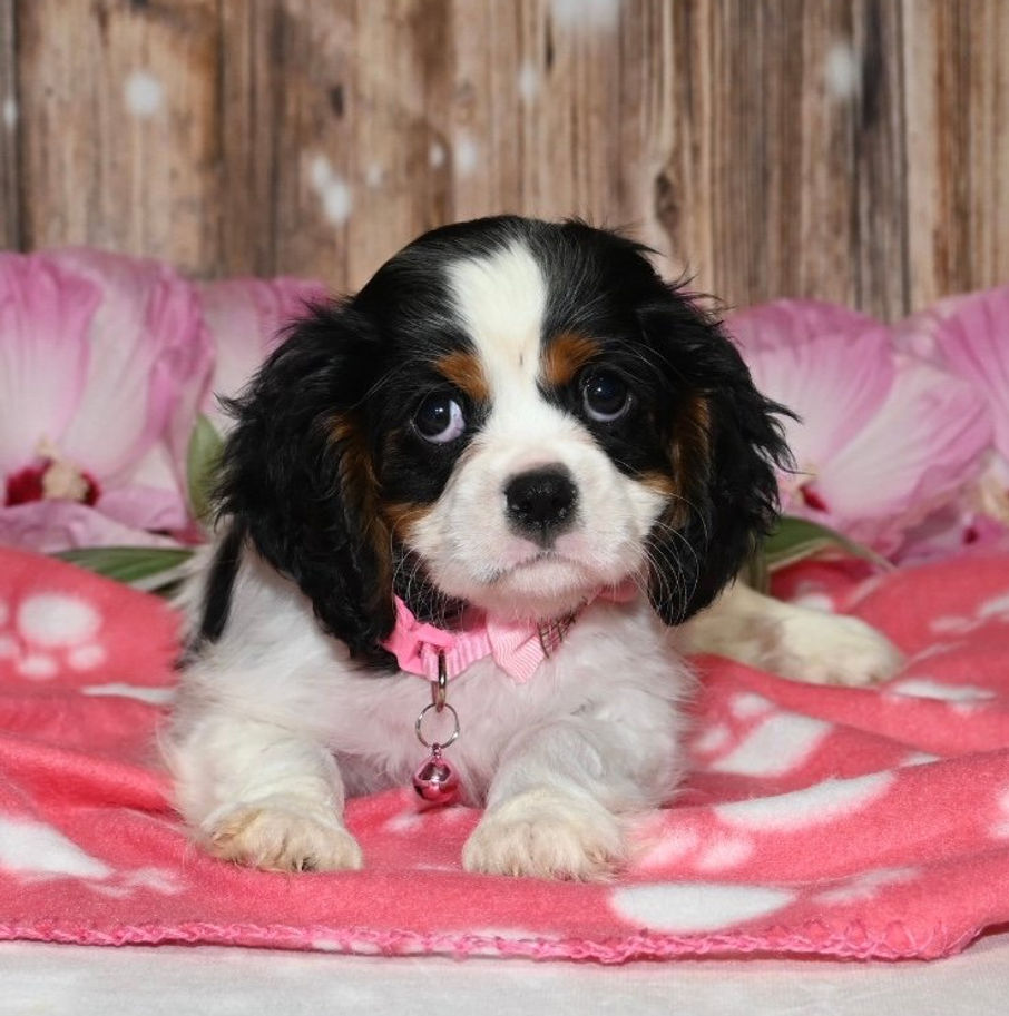 Adorable Cavalier King Charles Spaniel puppy