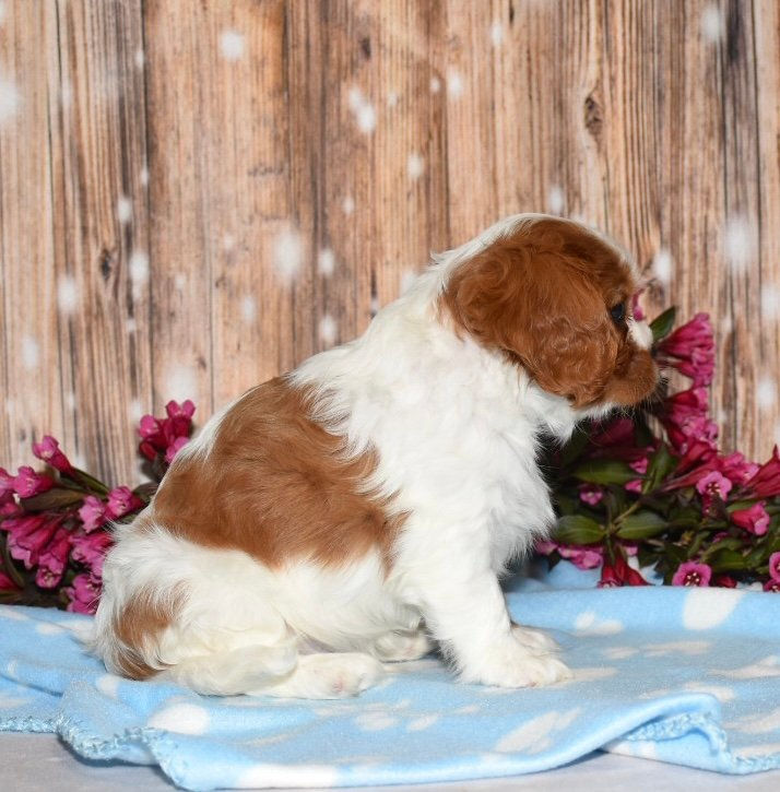 Thumbnail: Adorable Cavalier King Charles Spaniel puppy