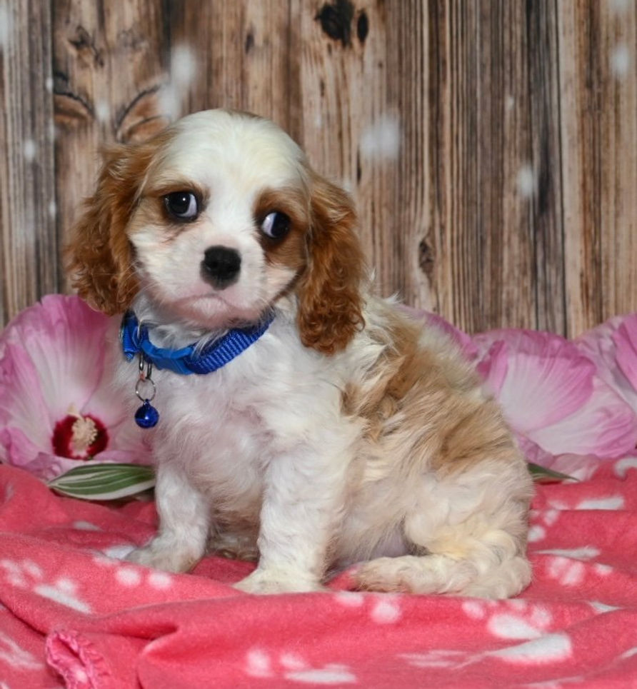 Adorable Cavalier King Charles Spaniel puppy