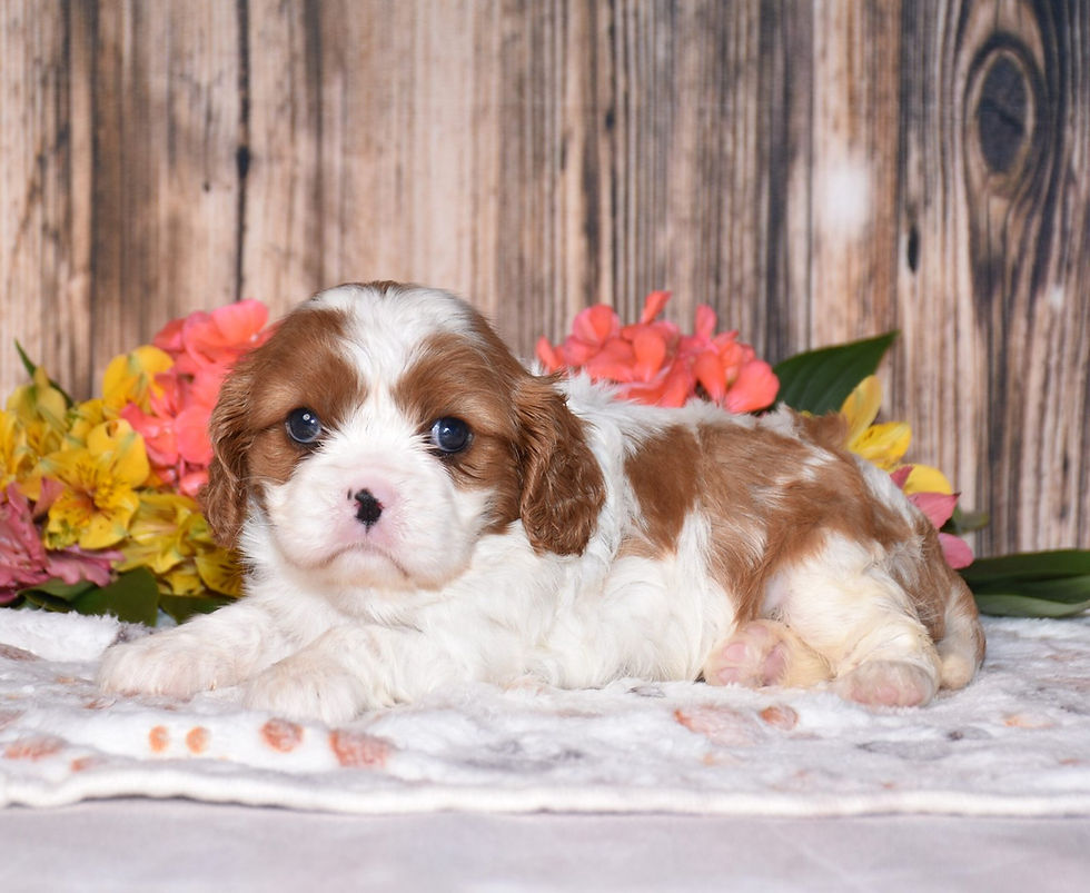 Adorable Cavalier King Charles Spaniel puppy among flowers