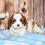Thumbnail: Adorable Cavalier King Charles Spaniel puppy