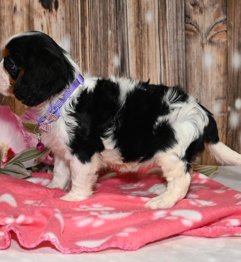 Adorable Cavalier King Charles Spaniel puppy