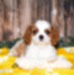 Adorable Cavalier King Charles Spaniel puppy